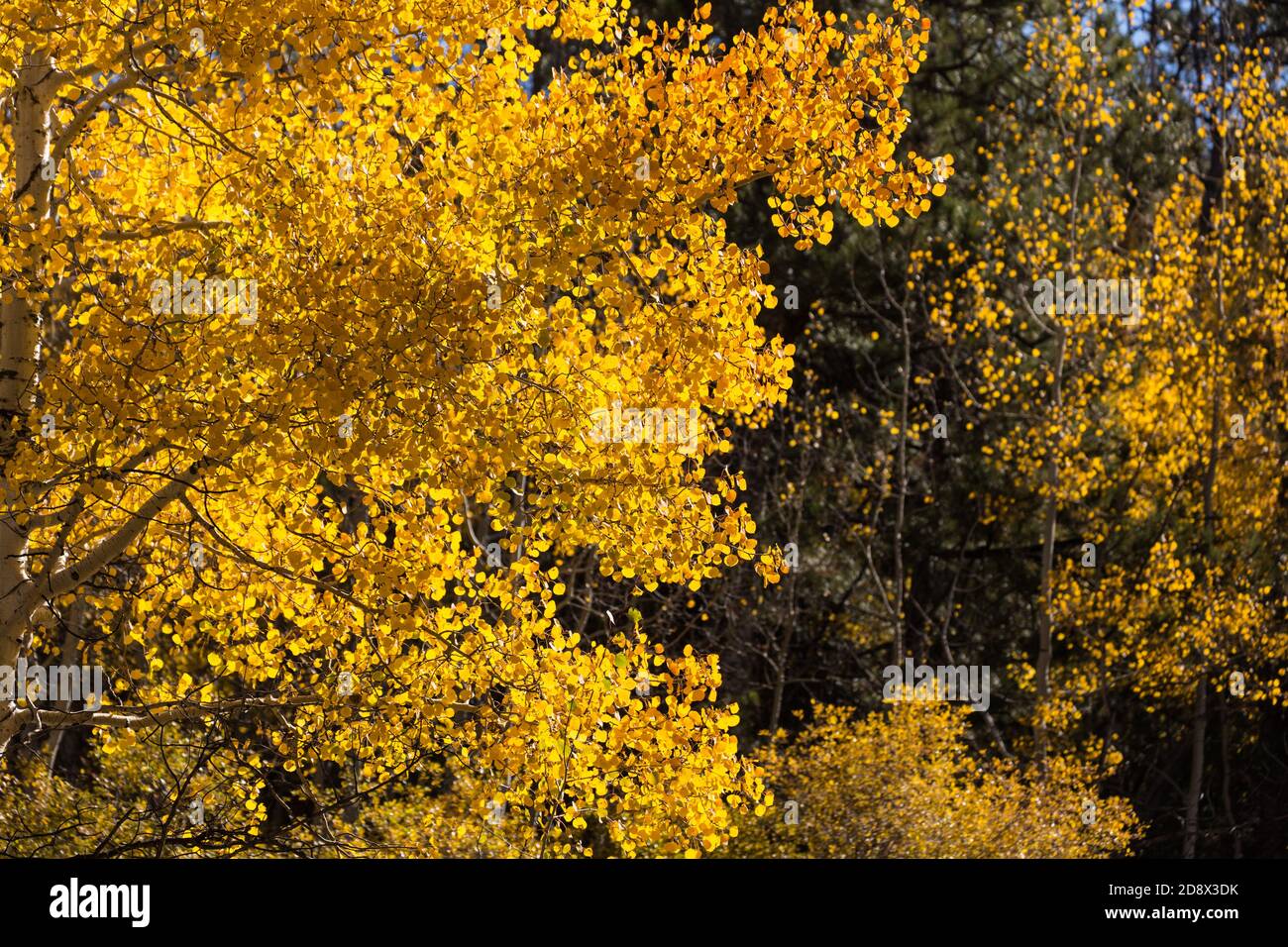 Alberi di Aspen in colore autunnale sulla Hell's Backbone Road nello Utah centro-meridionale, Stati Uniti. Foto Stock
