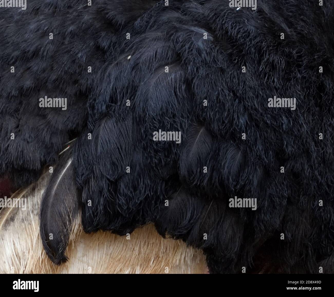 Primo piano che mostra i dettagli delle caratteristiche piume bianche e nere di uno struzzo comune maschile (Struthio camelus), Parco Nazionale Tarangire, Tan Foto Stock