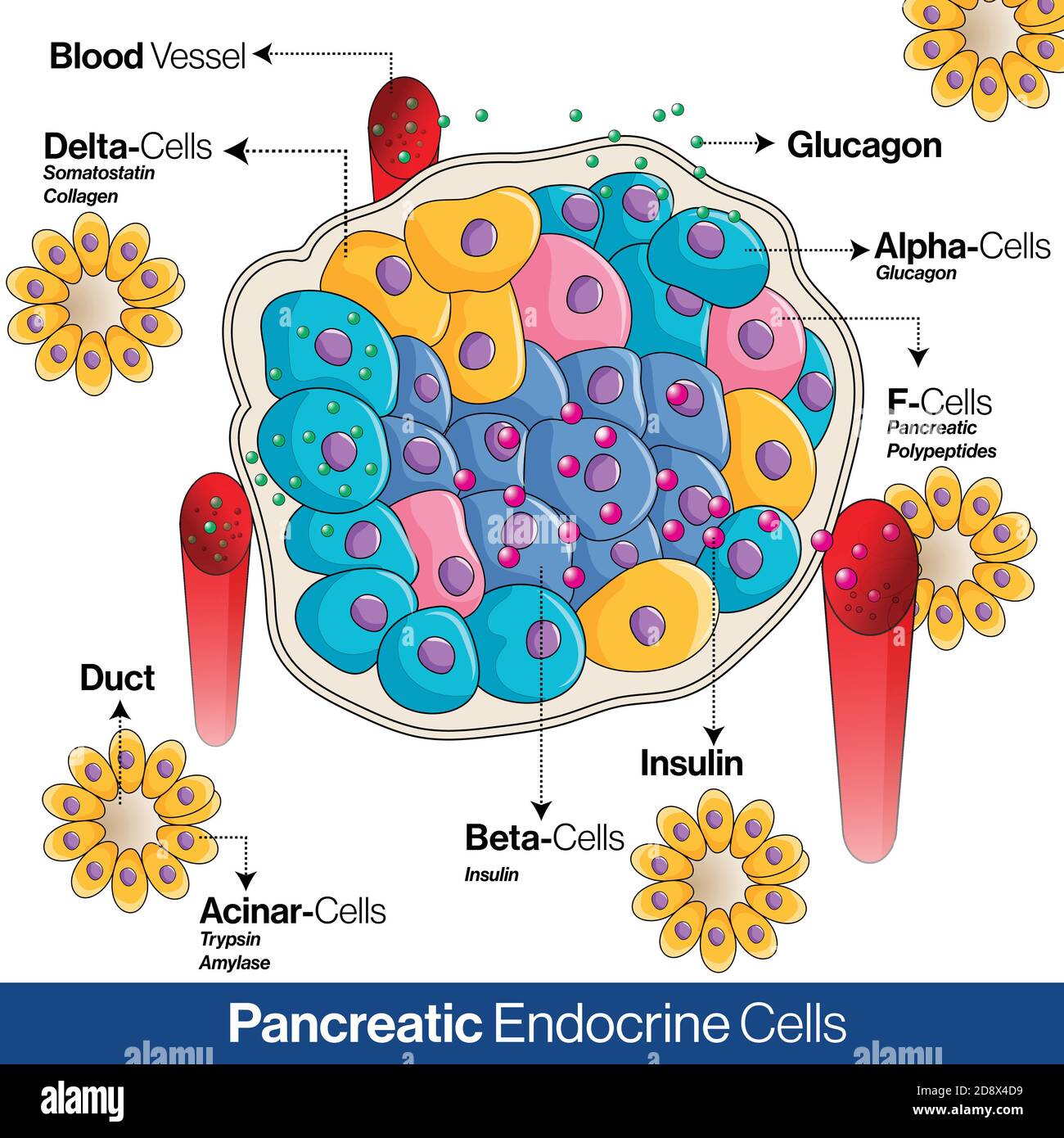 Anatomia del sistema endocrino pancreatico, cellule alfa, beta e delta che secernono glucagone, insulina e illustrazione vettoriale della somatostatina Illustrazione Vettoriale