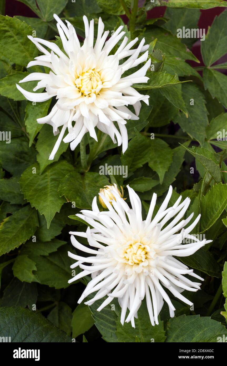 Primo piano di fiori e boccioli di fiori di Dahlia Playa Blanca Un cactus dahlia bianco fiorito estate UNA pianta tuberosa che è deciduo e semirigido Foto Stock