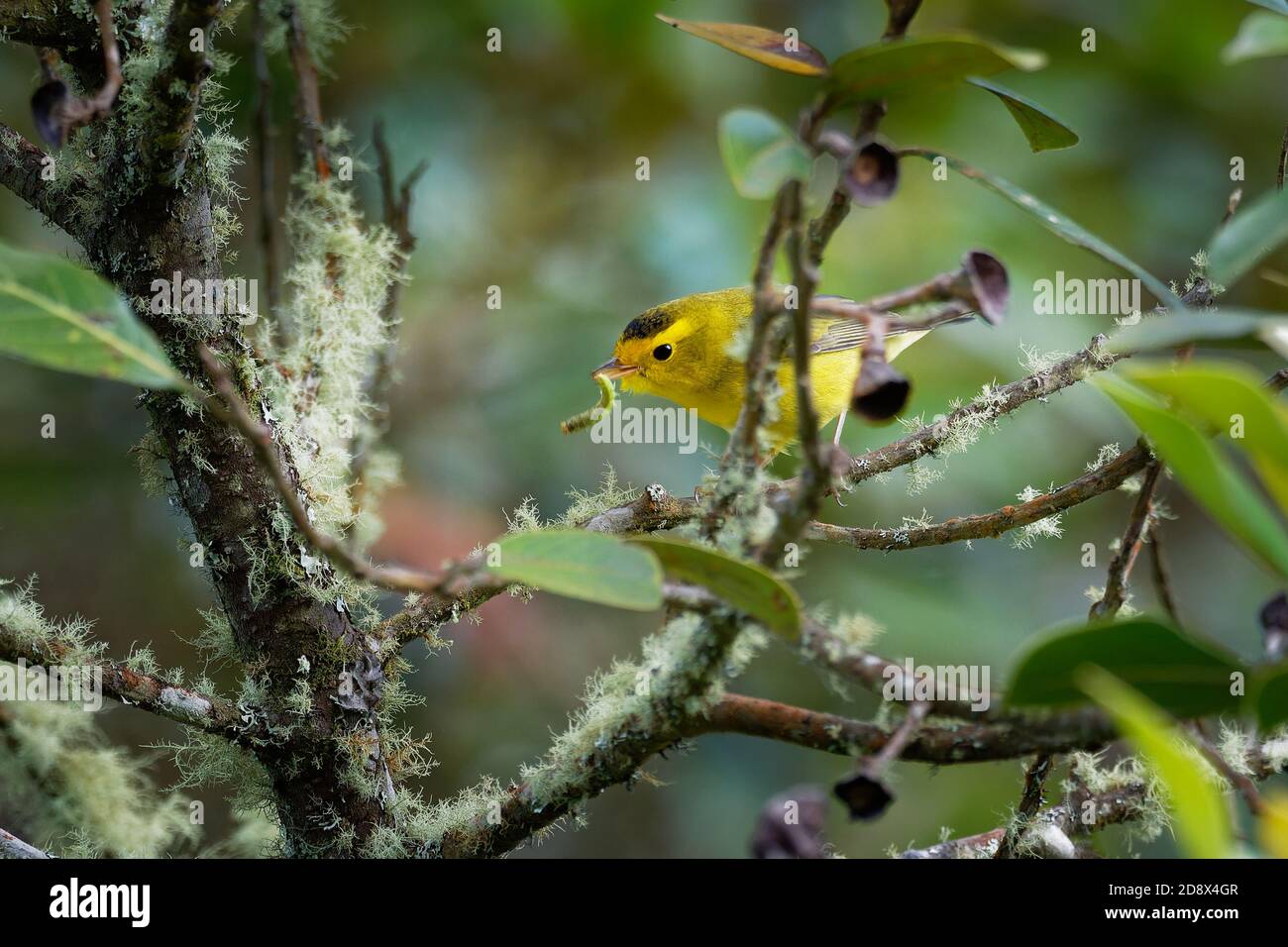 Wilsons Warbler - Cardellina Pusilla piccolo guerriero del nuovo mondo con la sua preda cacciata - caterpillar. È verdastro sopra e giallo sotto, con w arrotondato Foto Stock