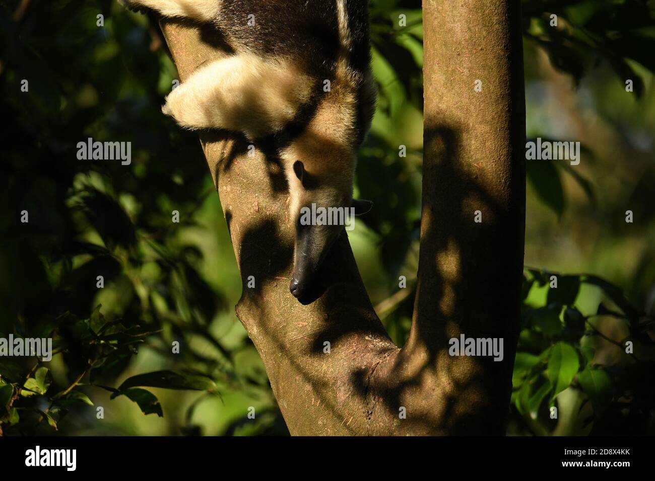 Northern Tamandua - Tamandua mexicana specie di anteater, foreste tropicali e subtropicali provenienti dal sud del Messico, America centrale al bordo del n Foto Stock