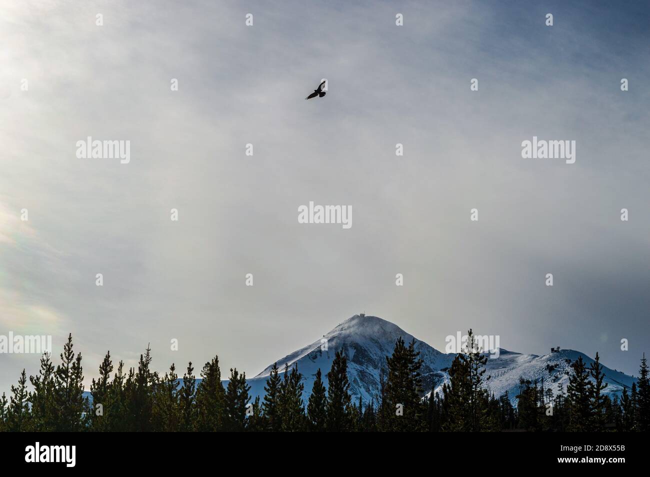 Corvo su neve spazzato Lone Peak, Big Sky Montana Foto Stock