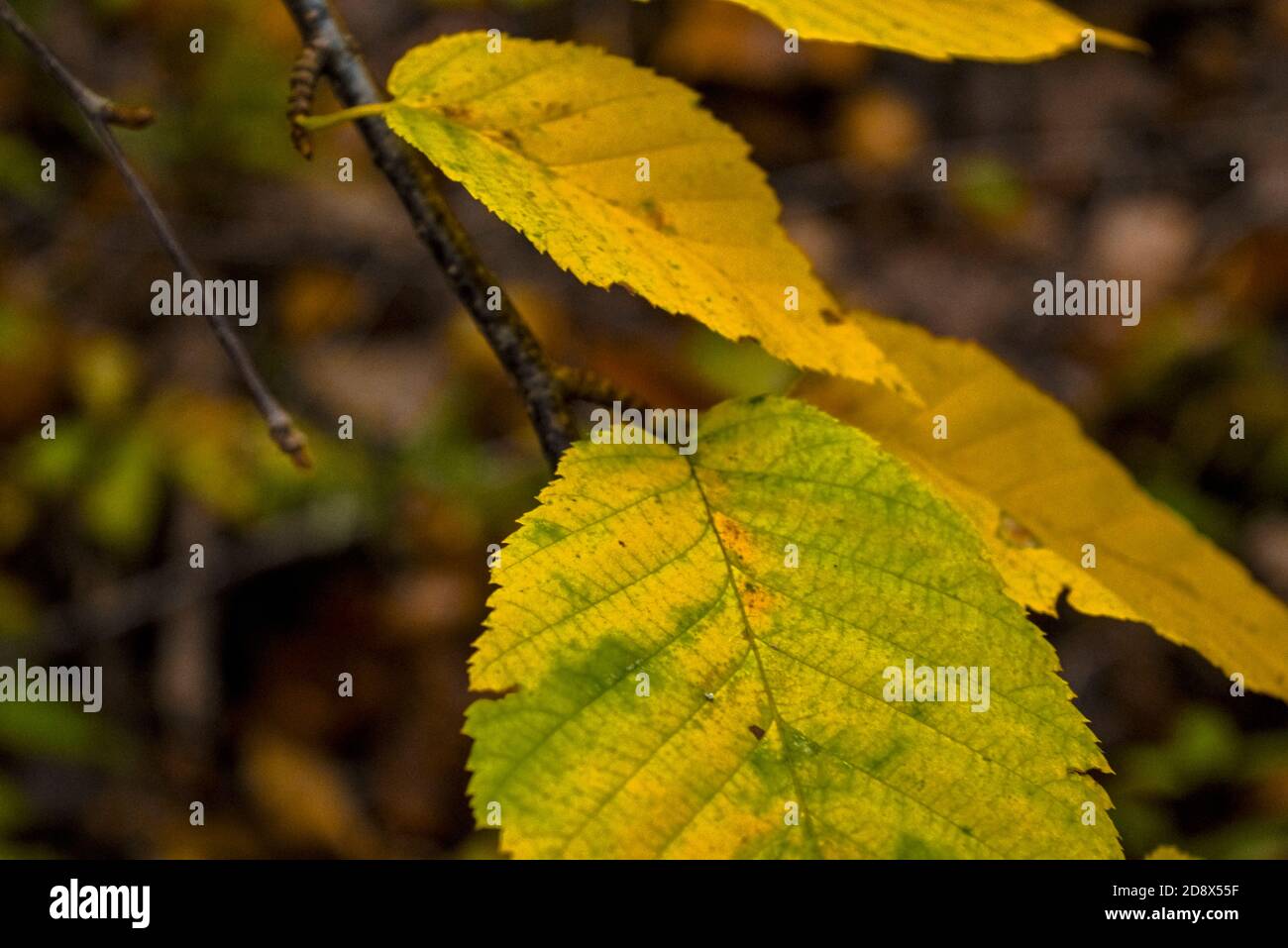 Cambio delle stagioni a Berkshires, Massachusetts Foto Stock