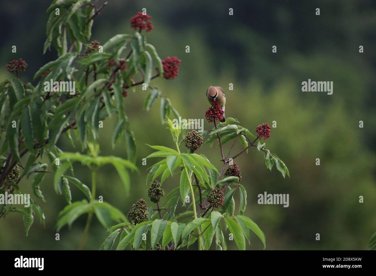 Un waxwing di cedro appollaiato su un mazzo di bacche rosse mangiarli Foto Stock