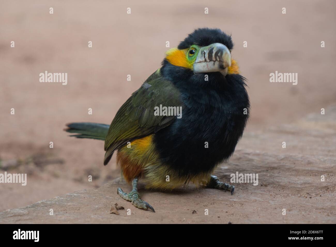 Araçari-poca, bellissimo uccello tropicale brasiliano Foto Stock