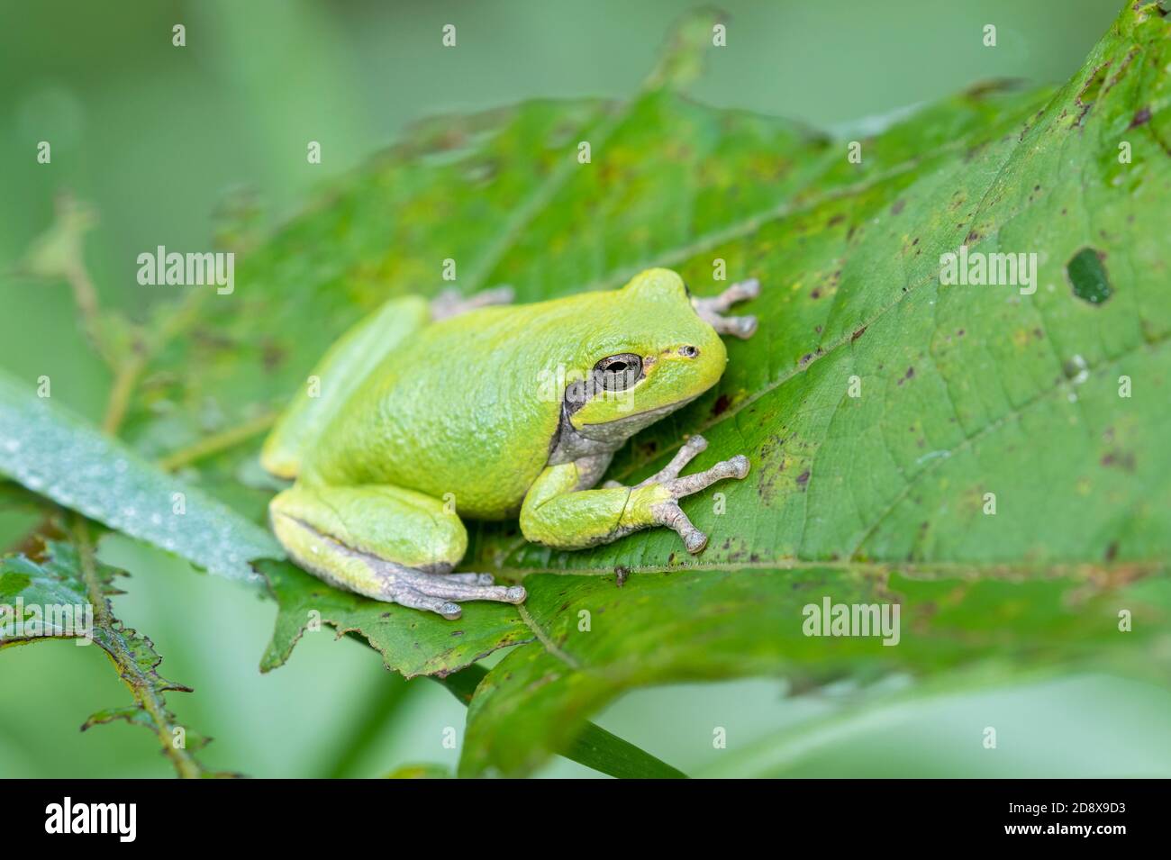 Rana grigia (Hyla versicolor), Stati Uniti orientali, di Dominique Braud/Dembinsky Photo Assoc Foto Stock