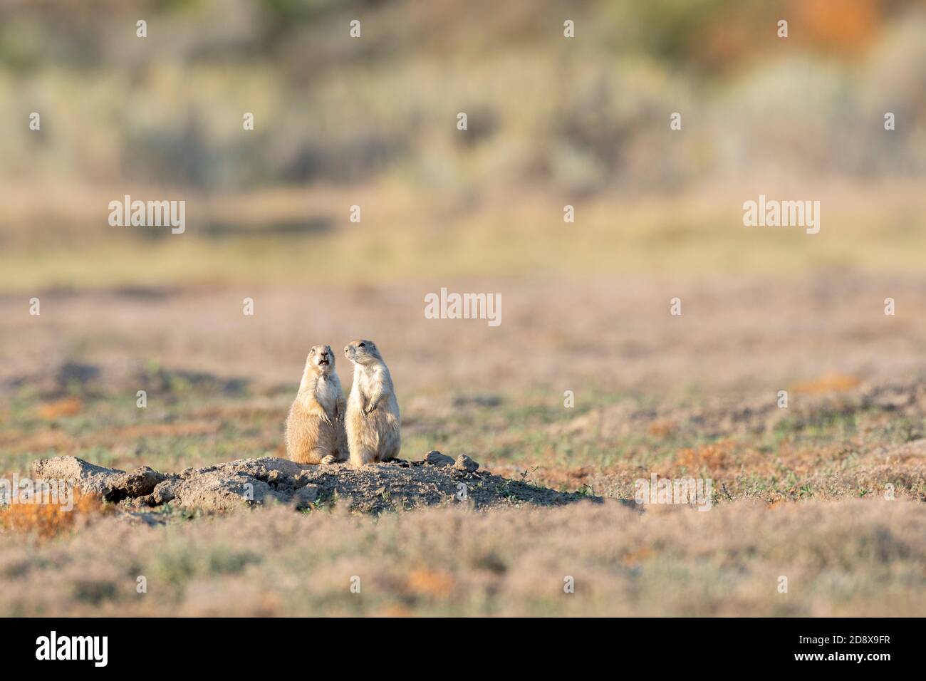 Coppia di cani di prateria dalla coda nera a den (Cynomys ludovicianus), Theodore Roosevelt NP, N. Dakota, USA, di Dominique Braud/Dembinsky Photo Assoc Foto Stock