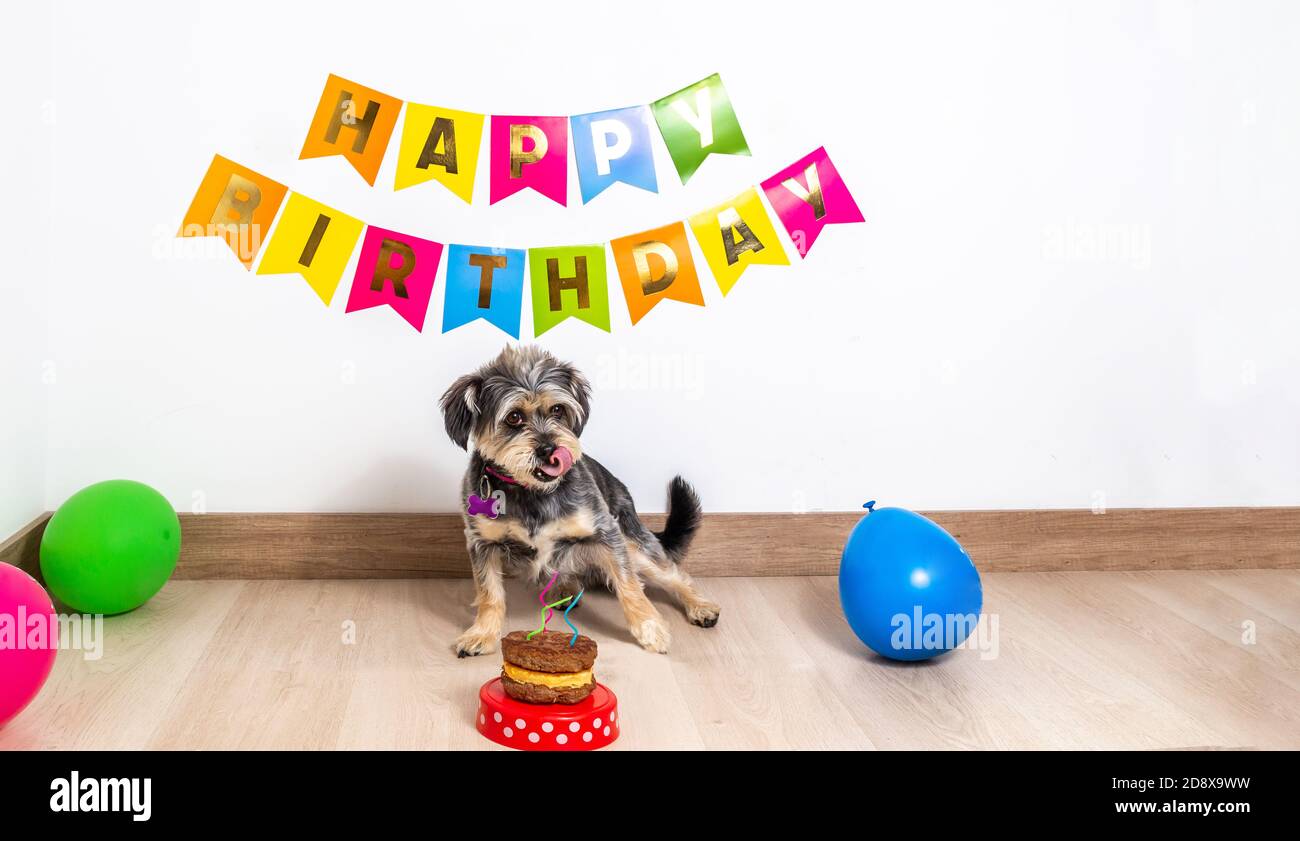 Un cane che assaggia con la lingua una torta di compleanno di carne alla celebrazione con decorazione e poster festa nel al centro delle bollature Foto Stock