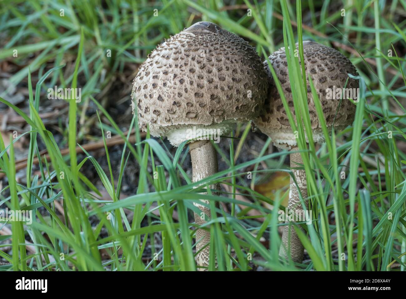 i funghi parasoli crescono nella foresta tra l'erba Foto Stock