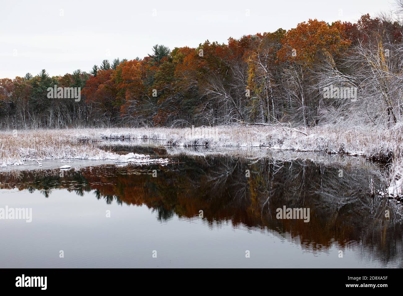 Ottobre neve sulle foglie autunnali a Forge Pond a Westford, Massachusetts, Stati Uniti. Foto Stock