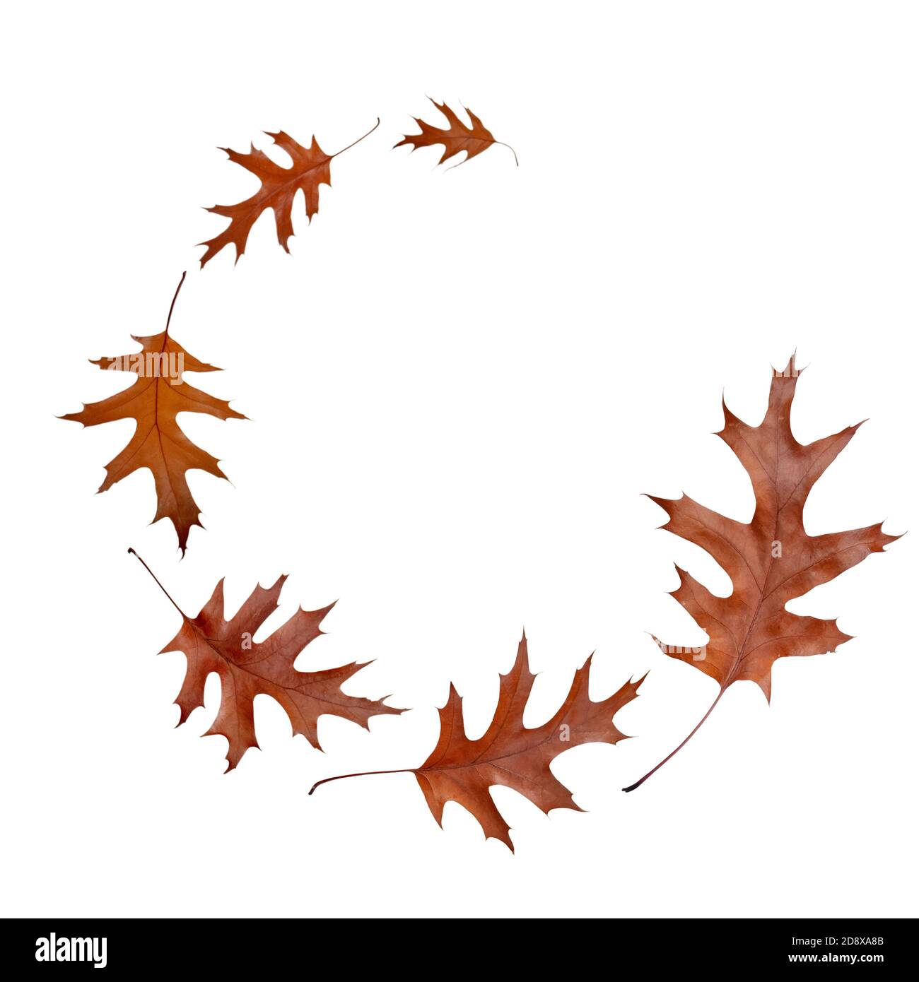 Flying Fall secco foglie di quercia marrone spirale isolata su bianco. Fine autunno. Foto Stock