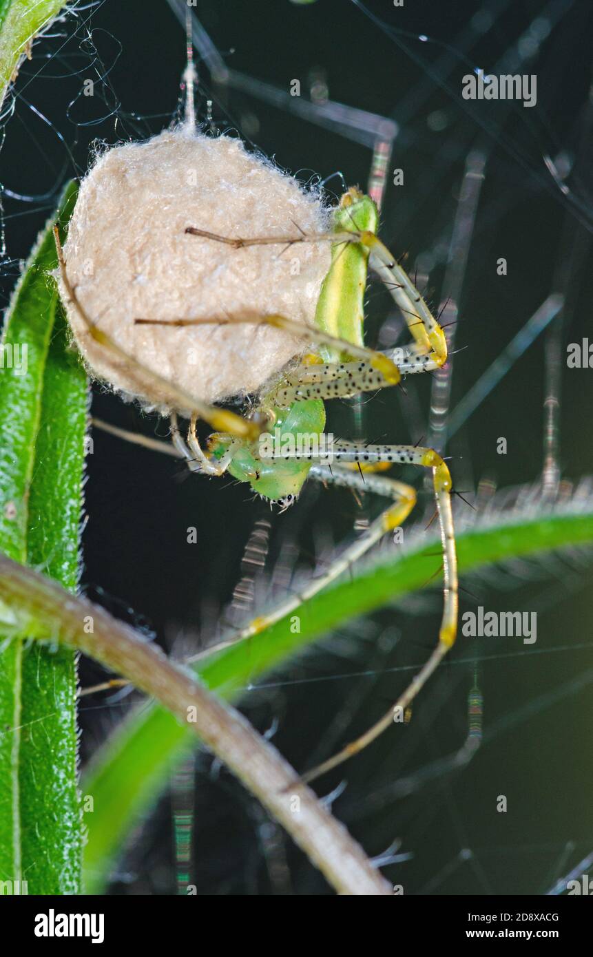 Ragno di lince verde (viridans di Peucetia) con sacco d'uovo Foto Stock