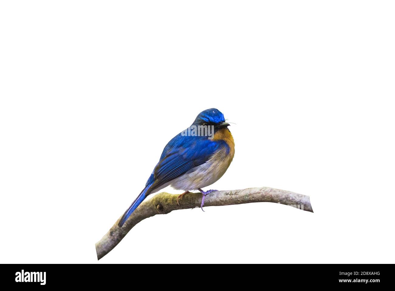 Bel maschio di Hill Blue Flycatcher (Cyornis banyumas) su filiale in Doi inthanon Chiangmai Thailandia. Foto Stock