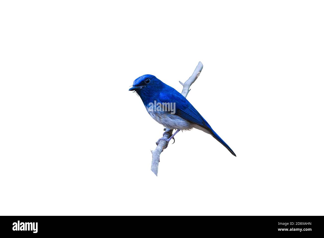 Bel maschio Hainan Blue Flycatcher (Cyornis concreta) sulla filiale di Doi inthanon Chiangmai. Thailandia Foto Stock