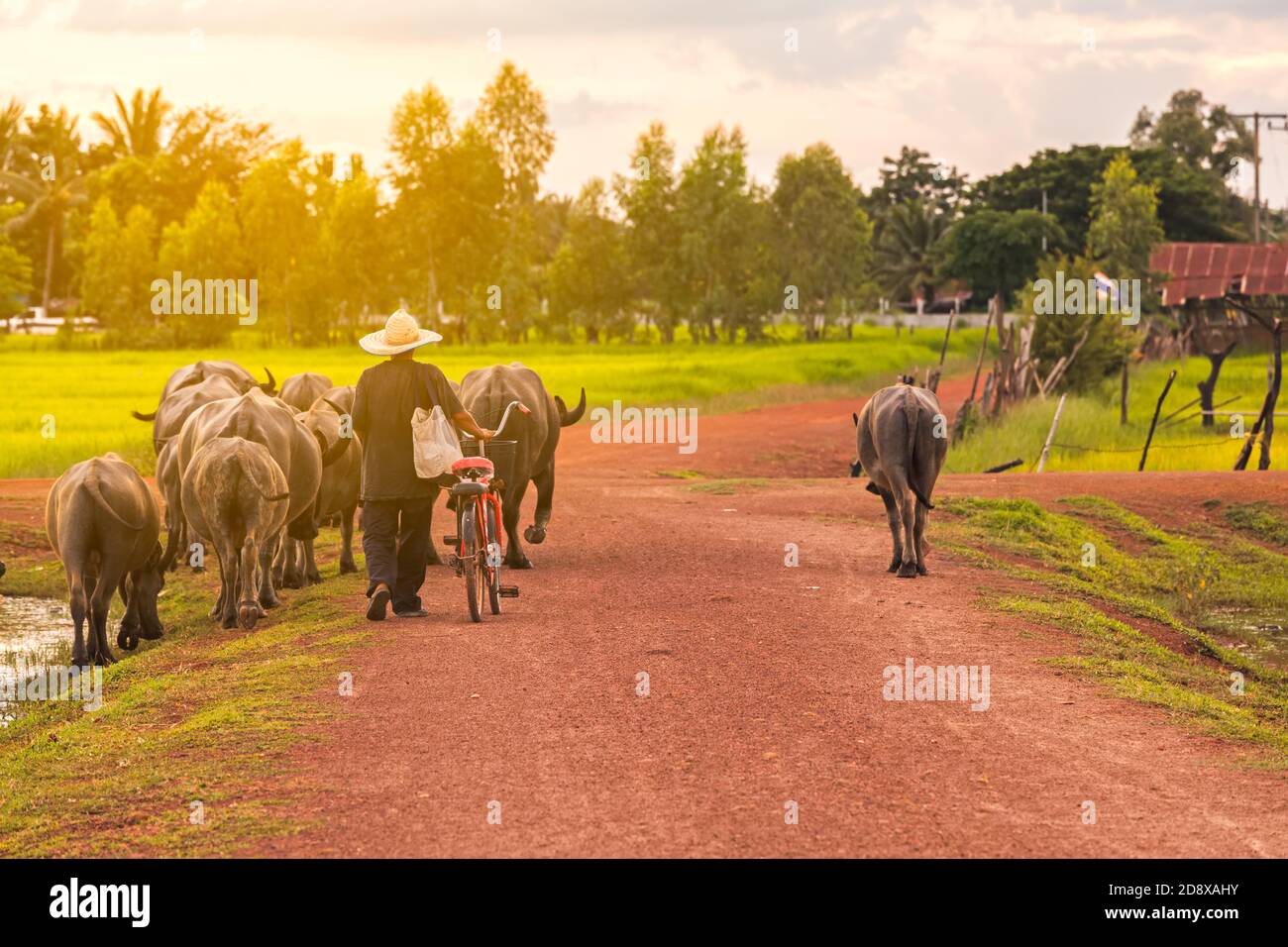 Contadino tailandese portare bufalo tornare a casa attraversare la strada sterrata vicino al lago Foto Stock