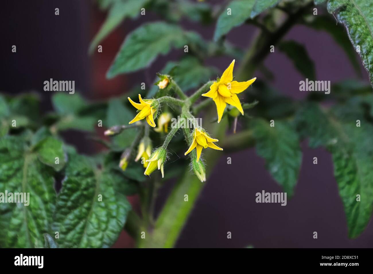 Macro vista dei fiori gialli di pomodoro in primavera Foto Stock