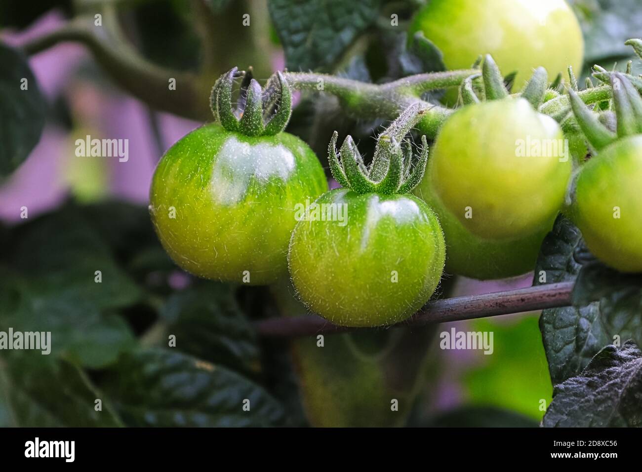 Macro vista di pomodori verdi su una vite Foto Stock