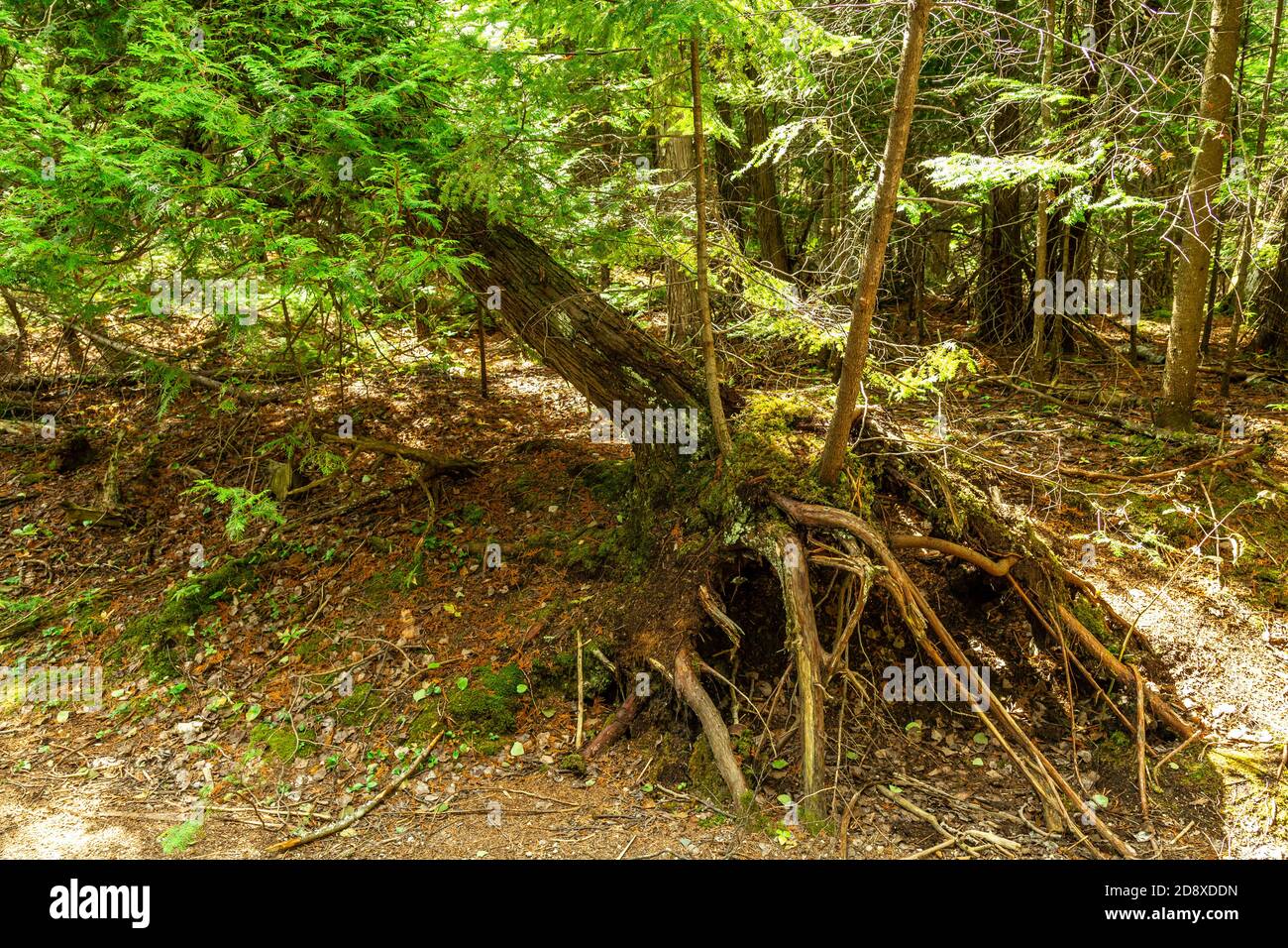 Sentiero escursionistico della penisola di Bruce Tobermory Ontario Canada Foto Stock