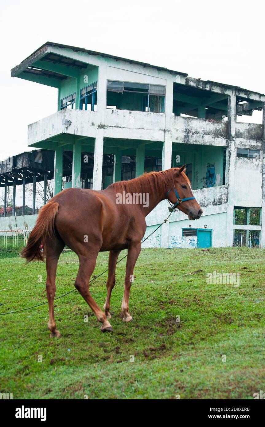 Un cavallo era all'aperto per rilassarsi, Bandung Indonesia Foto Stock