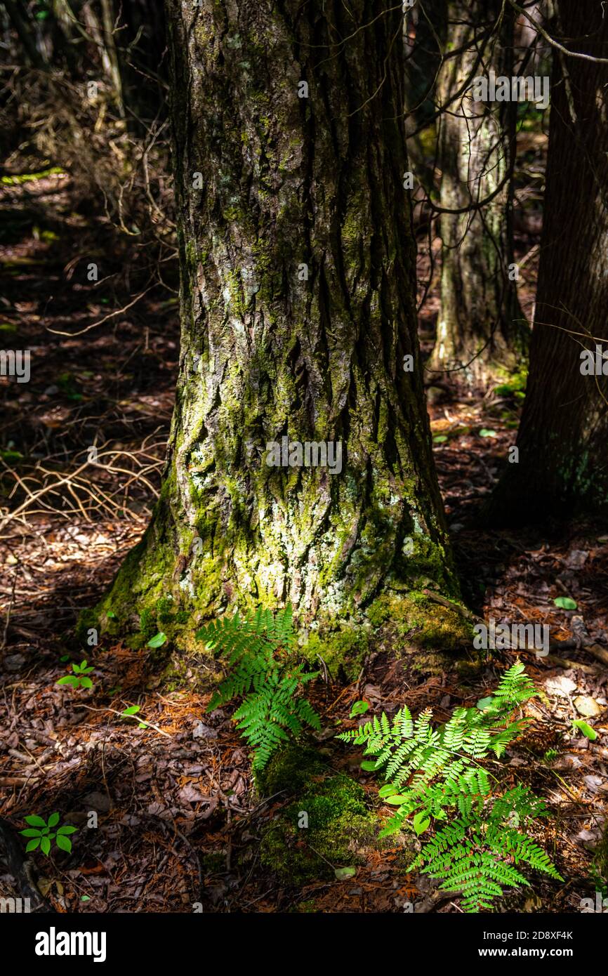 Sentiero escursionistico della penisola di Bruce Tobermory Ontario Canada Foto Stock
