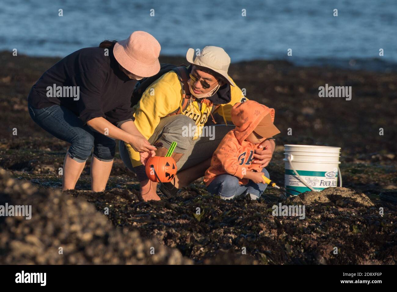 Durante la bassa marea, le persone portano sulle rocce esposte per raccogliere frutti di mare come cozze e ricci nelle vasche di marea della California. Foto Stock