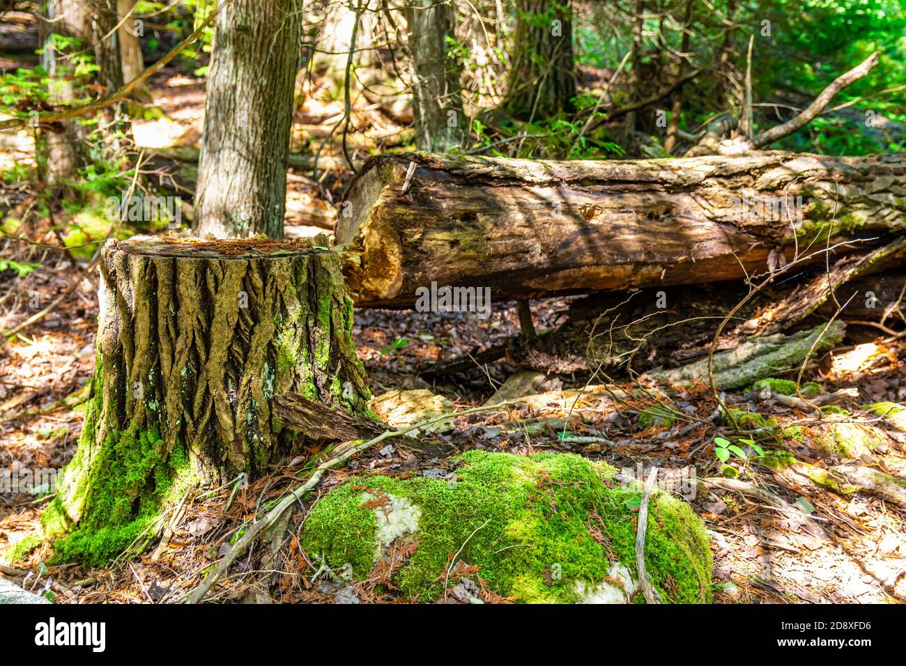 Sentiero escursionistico della penisola di Bruce Tobermory Ontario Canada Foto Stock