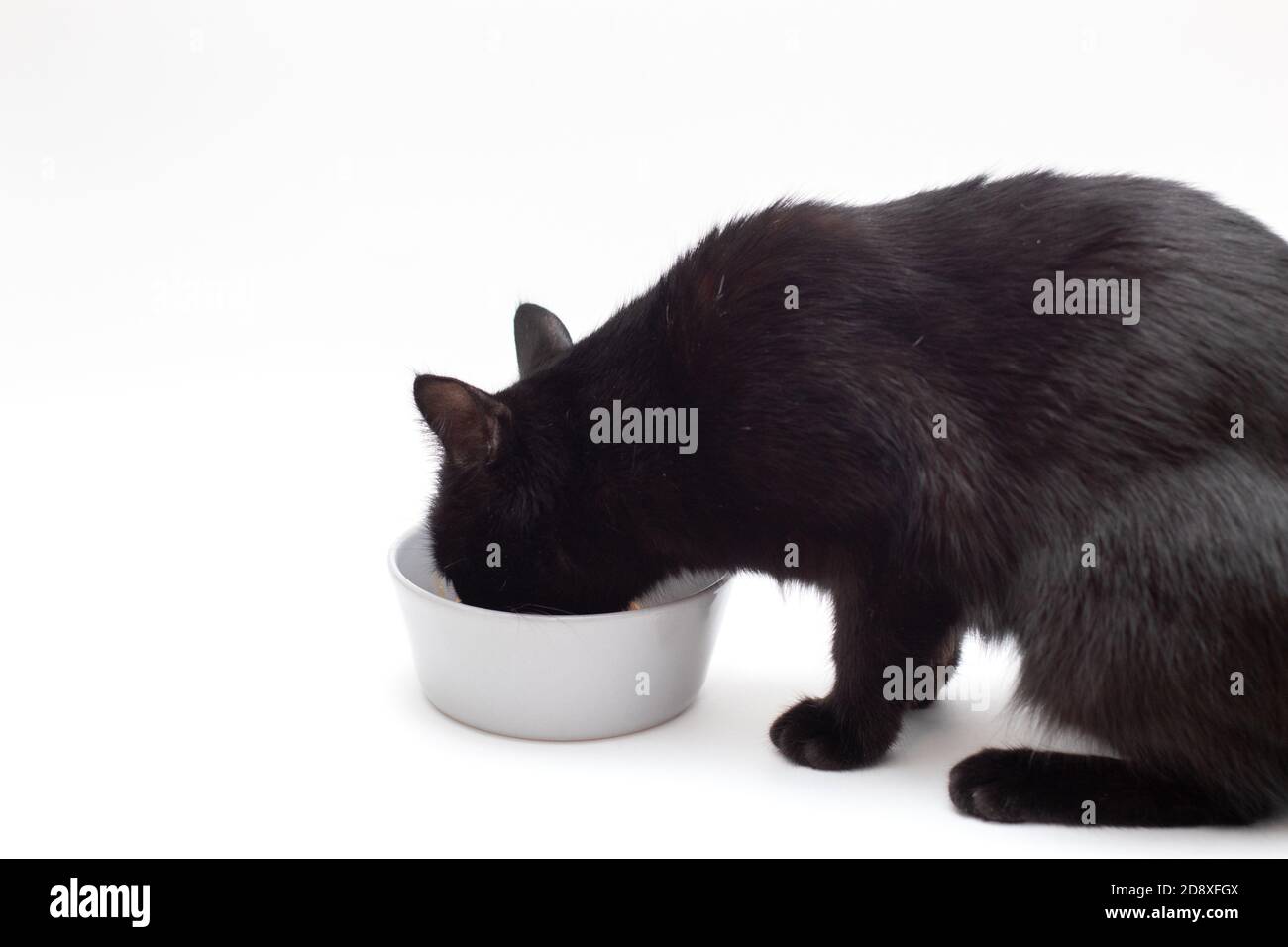 Il gatto nero mangia da un piatto grigio su sfondo bianco. Il gatto ha pranzo Foto Stock