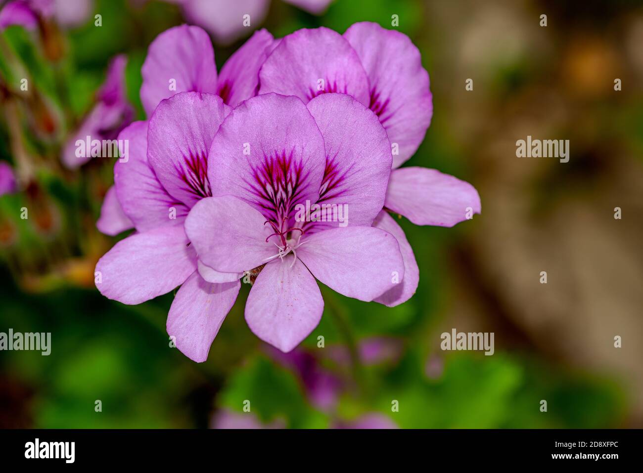 Delicato rosa Royal pelargonio fiore Geranium Royal rosa. Foto Stock