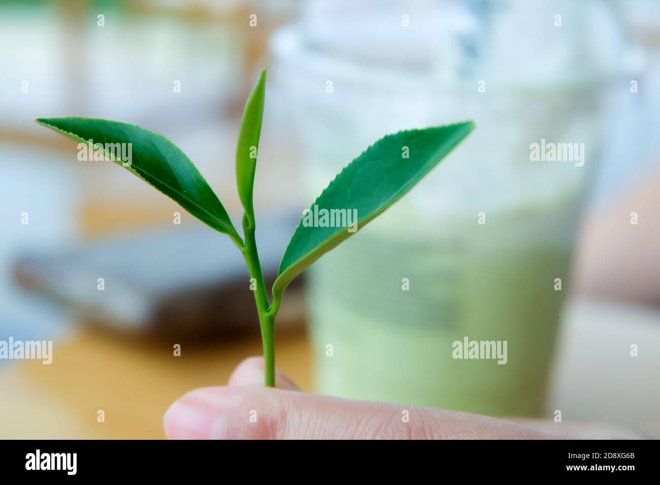 Le cime delle foglie di tè fresco nelle mani delle donne, Blur sfondo è un tè verde frullato. Foto Stock