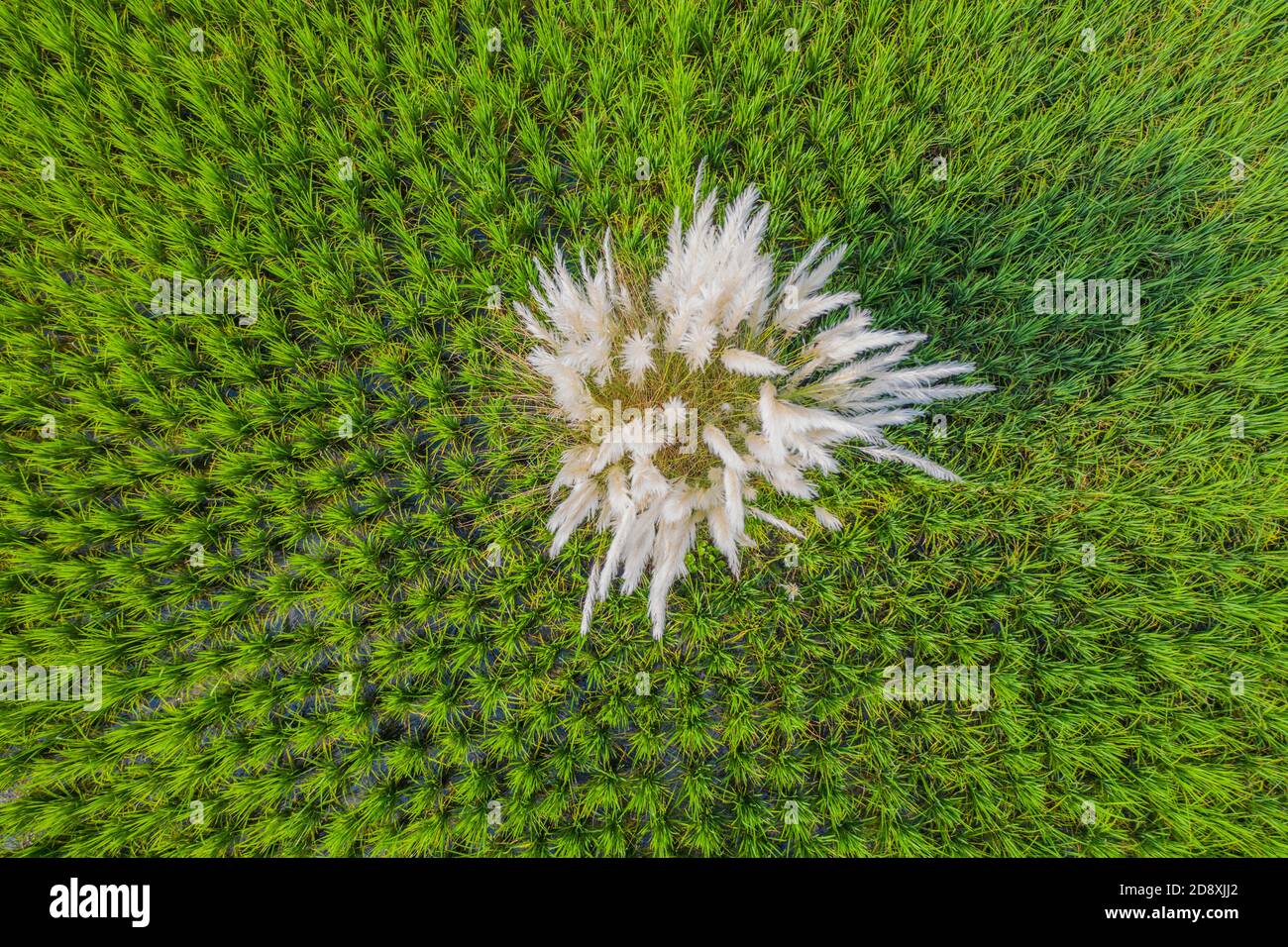 Veduta aerea del campo di risaie verdi a Lakshmipur in Bangladesh. Foto Stock