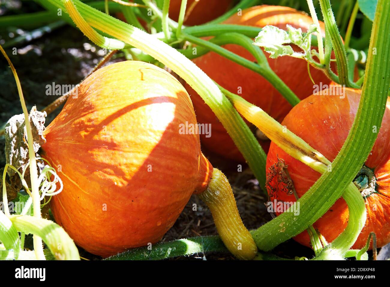 Crude vivace crescita di zucca arancione in giardino e pronto per la cena di Halloween. Verdure sane mature Foto Stock