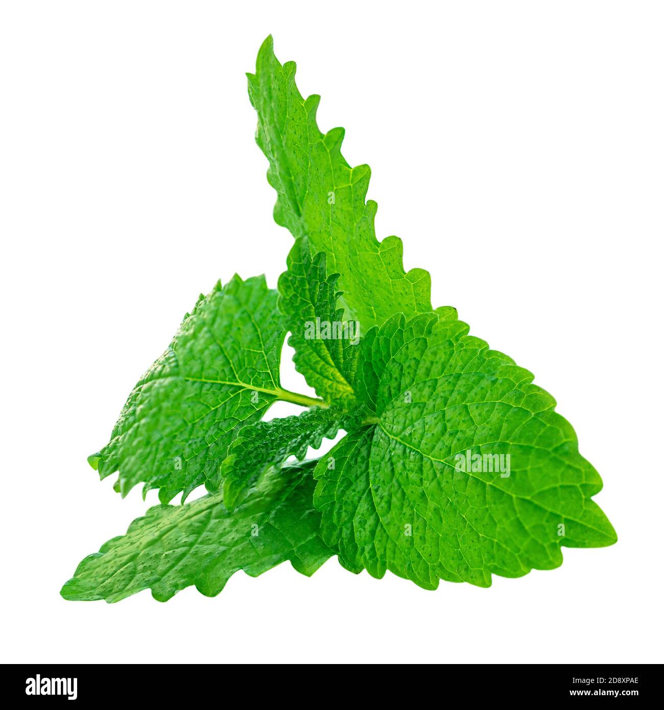 Foglie di menta isolate su sfondo bianco. Melissa fresca o menta piperita primo piano Foto Stock