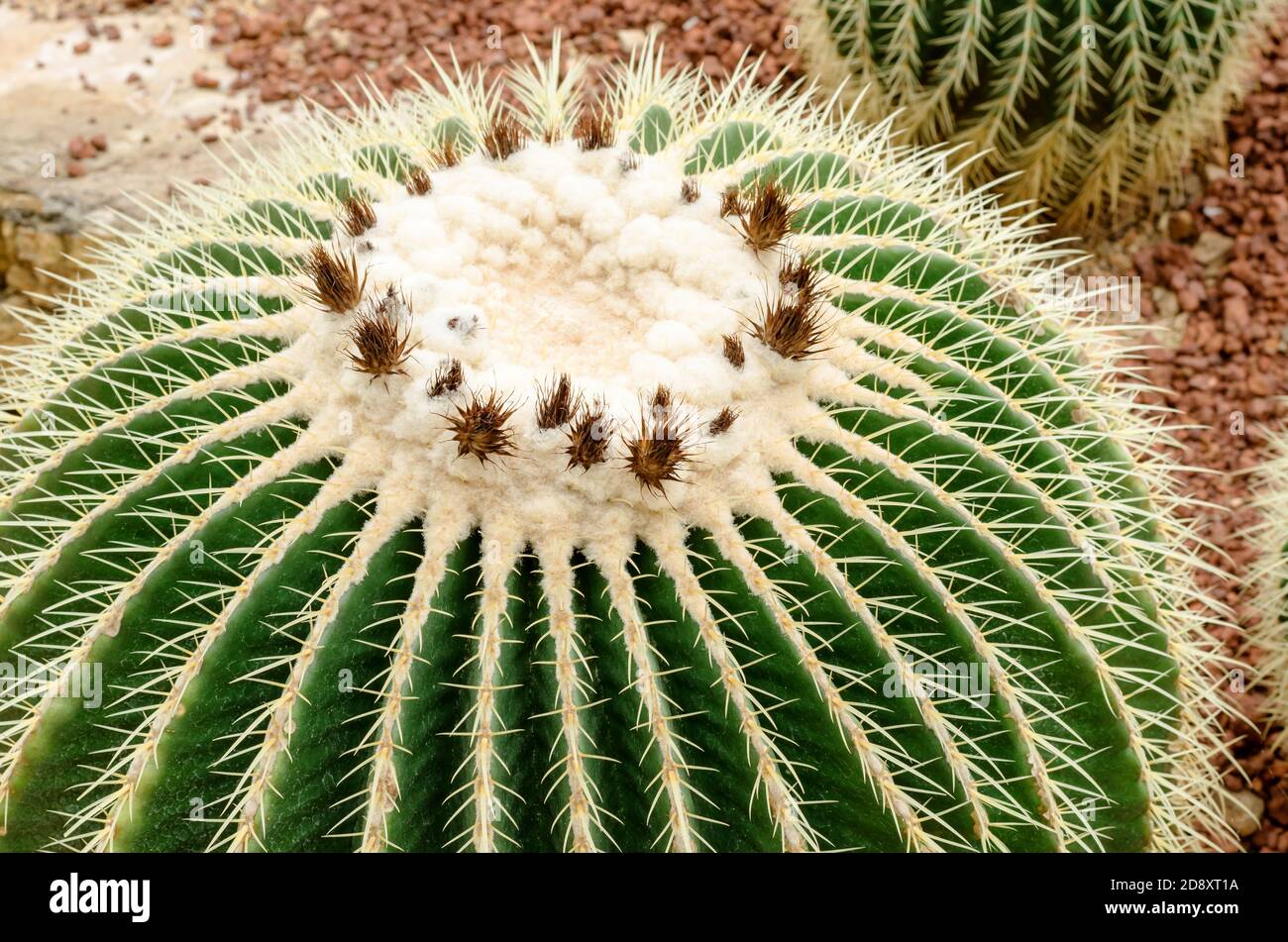 Golden Barrel Cactus pianta Foto Stock