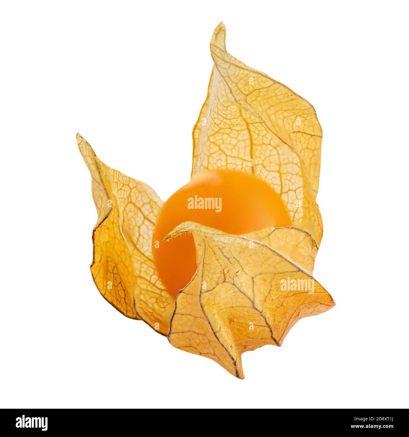 Bacche di Physalis isolato su sfondo bianco. Fresco tropicale dorato Physalis (frutti di mare del capo) primo piano Foto Stock