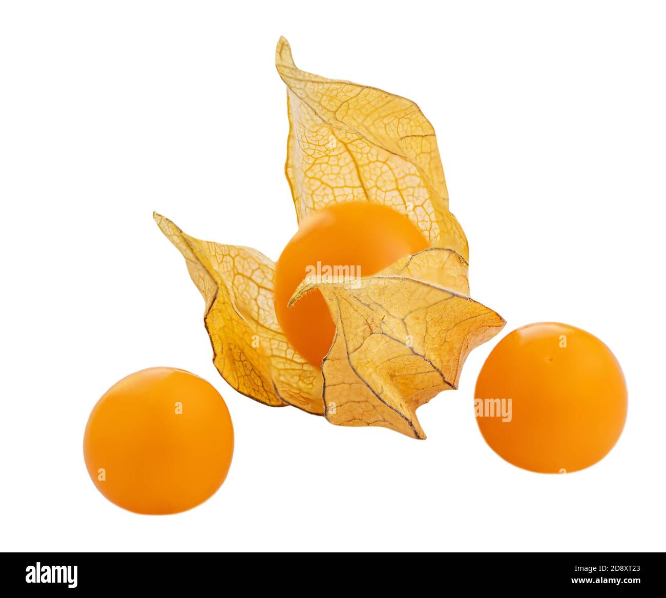 Bacche di Physalis isolate su sfondo bianco. Fresco tropicale dorato Physalis (frutti di mare del capo) primo piano Foto Stock