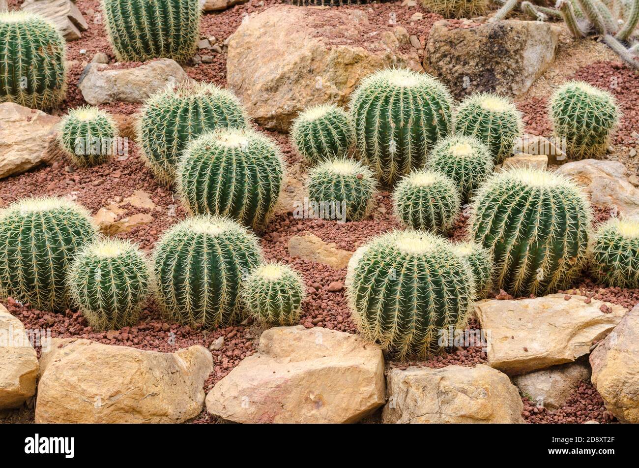 Golden Barrel Cactus pianta Foto Stock