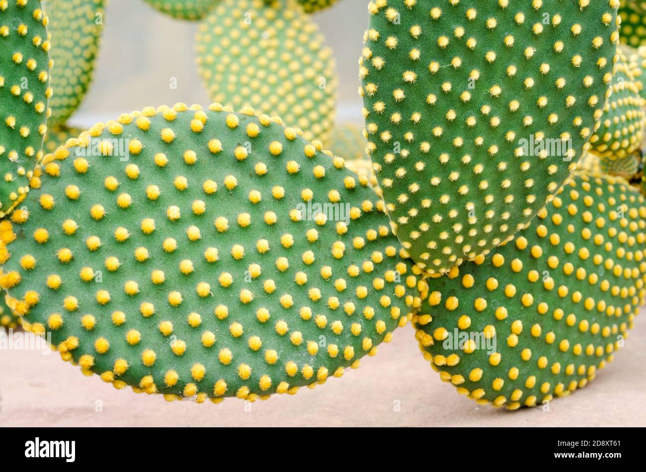 Opuntia rufida cactaceae cactus Foto Stock