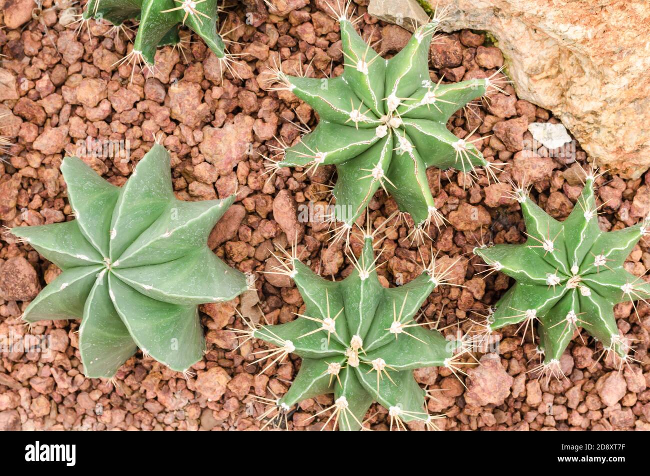 Gruppo Astrophytum ornatum (nudum) Foto Stock