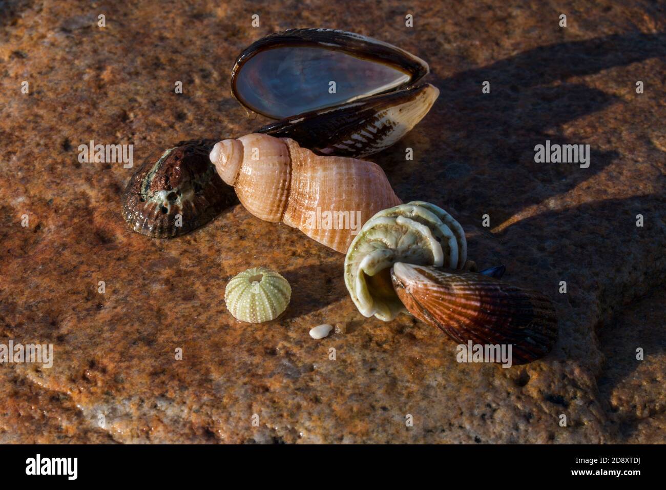 Diverse conchiglie adagiato su una roccia all'aperto sul mare Foto Stock