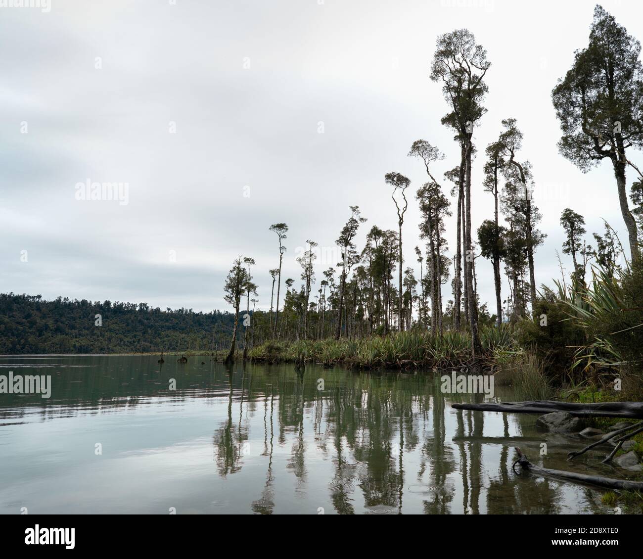 Gli alberi di Kahikatea sul lago Wahapo, Parco Nazionale di Westland Tai Poutini Foto Stock
