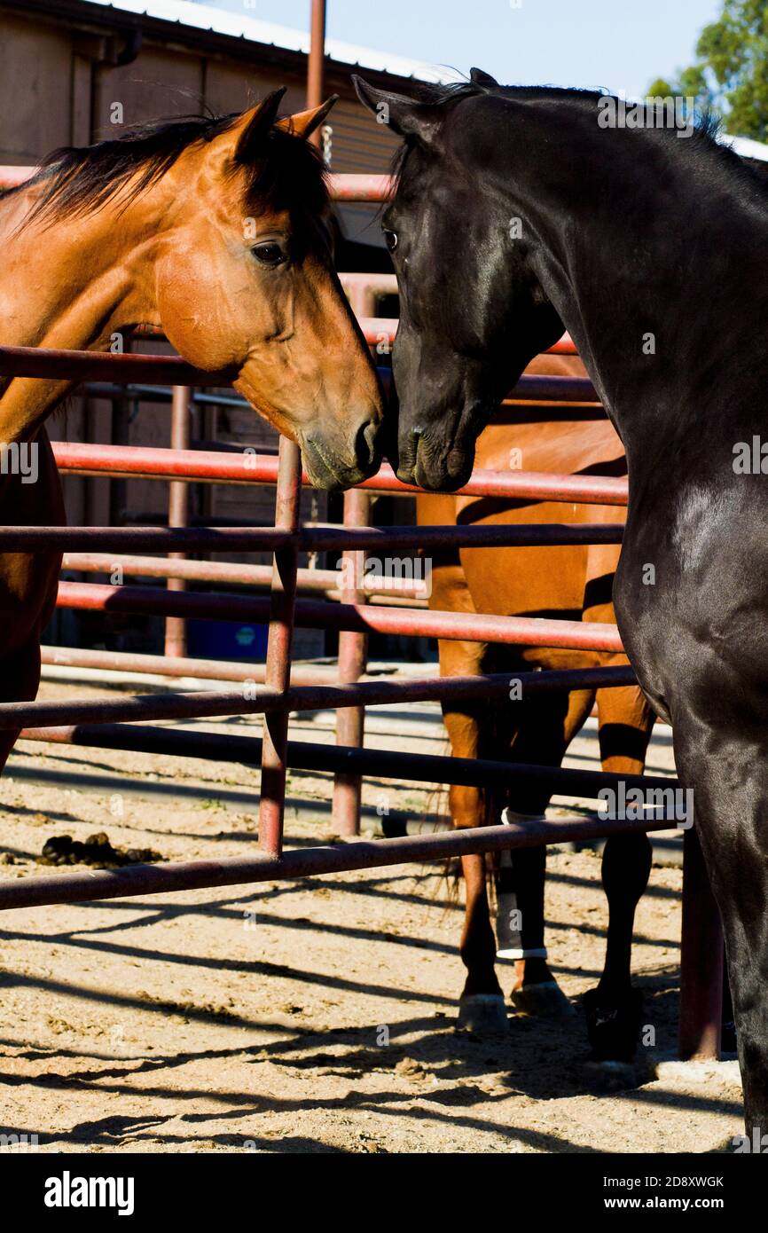 Il cavallo nero più giovane tocca i nasi con il cavallo marrone più vecchio per comfort e amicizia Foto Stock