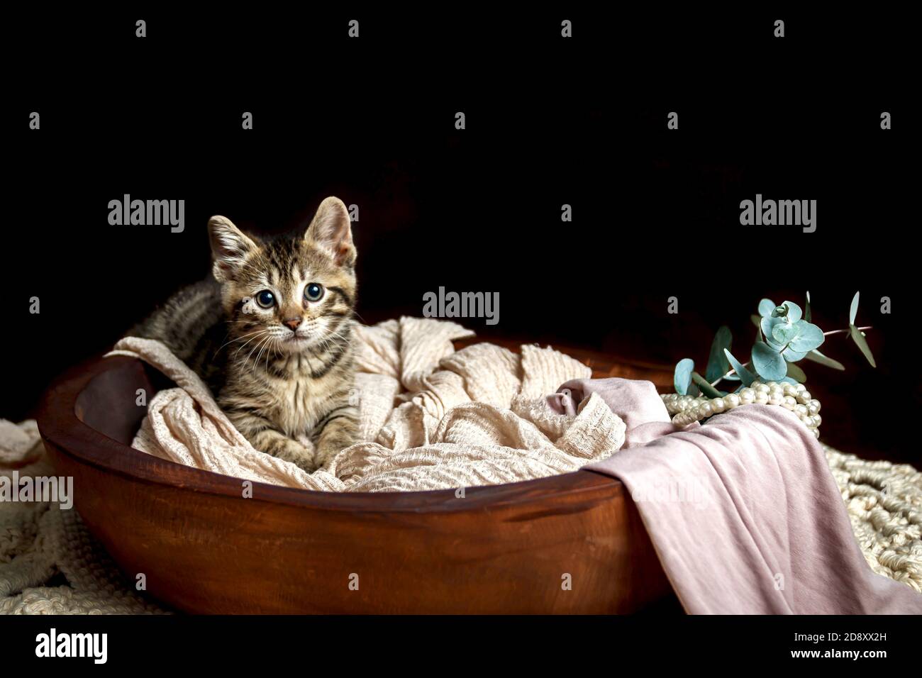Carino piccolo gattino Toyger con strisce tigre in un buio studio in primo piano Foto Stock Carino piccolo gattino Toyger con strisce tigre in un buio studio in primo piano Foto Stock