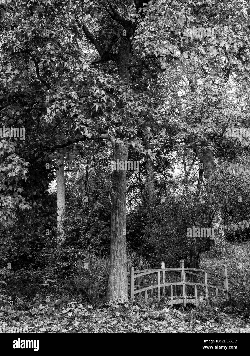 Giardino bianco e nero, con albero e ponte attraverso Stream, Englefield House Gardens, Englefield, Berkshire, Inghilterra, Regno Unito, GB. Foto Stock