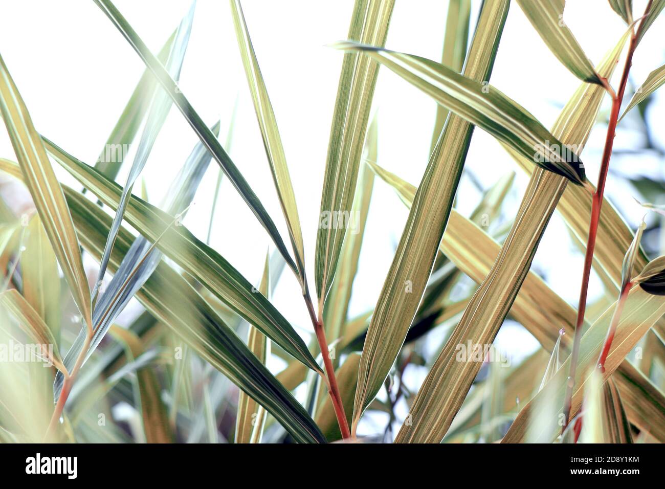 splendido sfondo di foglie di bambù. Sfondo premium per matrimoni. Foto Stock