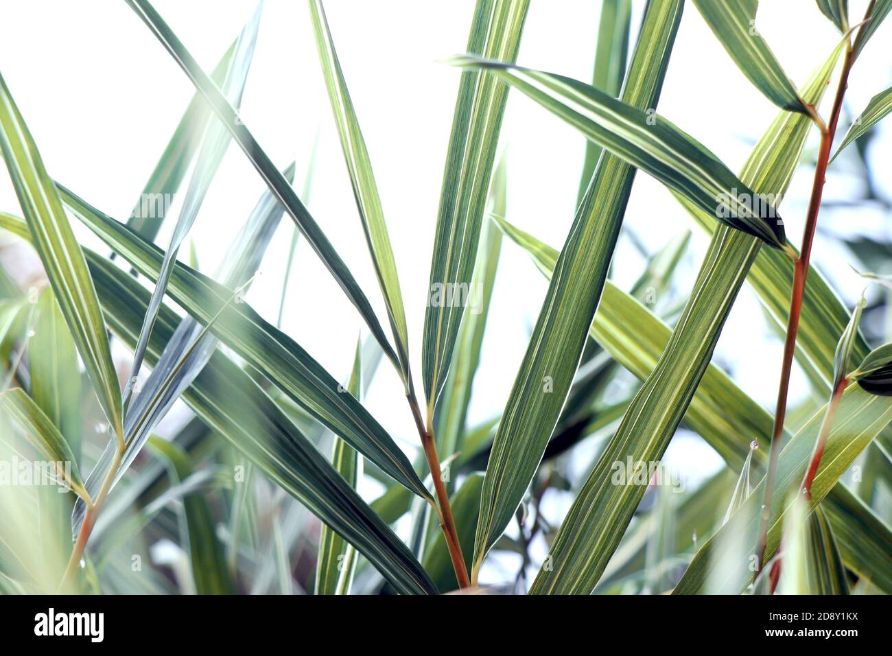 splendido sfondo di foglie di bambù. Sfondo premium per matrimoni. Foto Stock