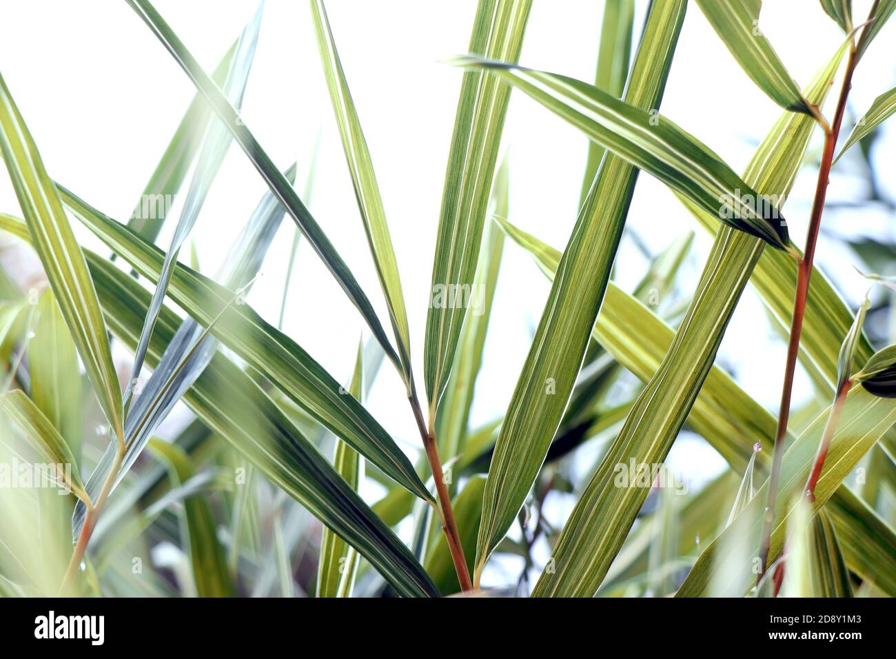 splendido sfondo di foglie di bambù. Sfondo premium per matrimoni. Foto Stock