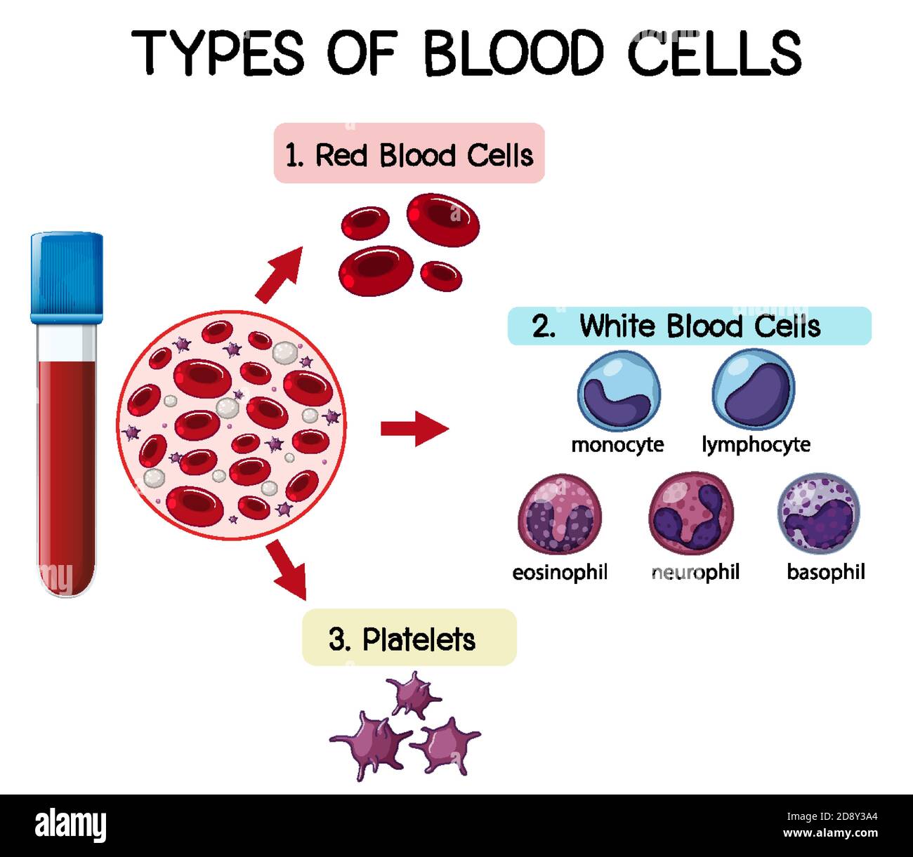 Illustrazione dei tipi di cellule del sangue Illustrazione Vettoriale