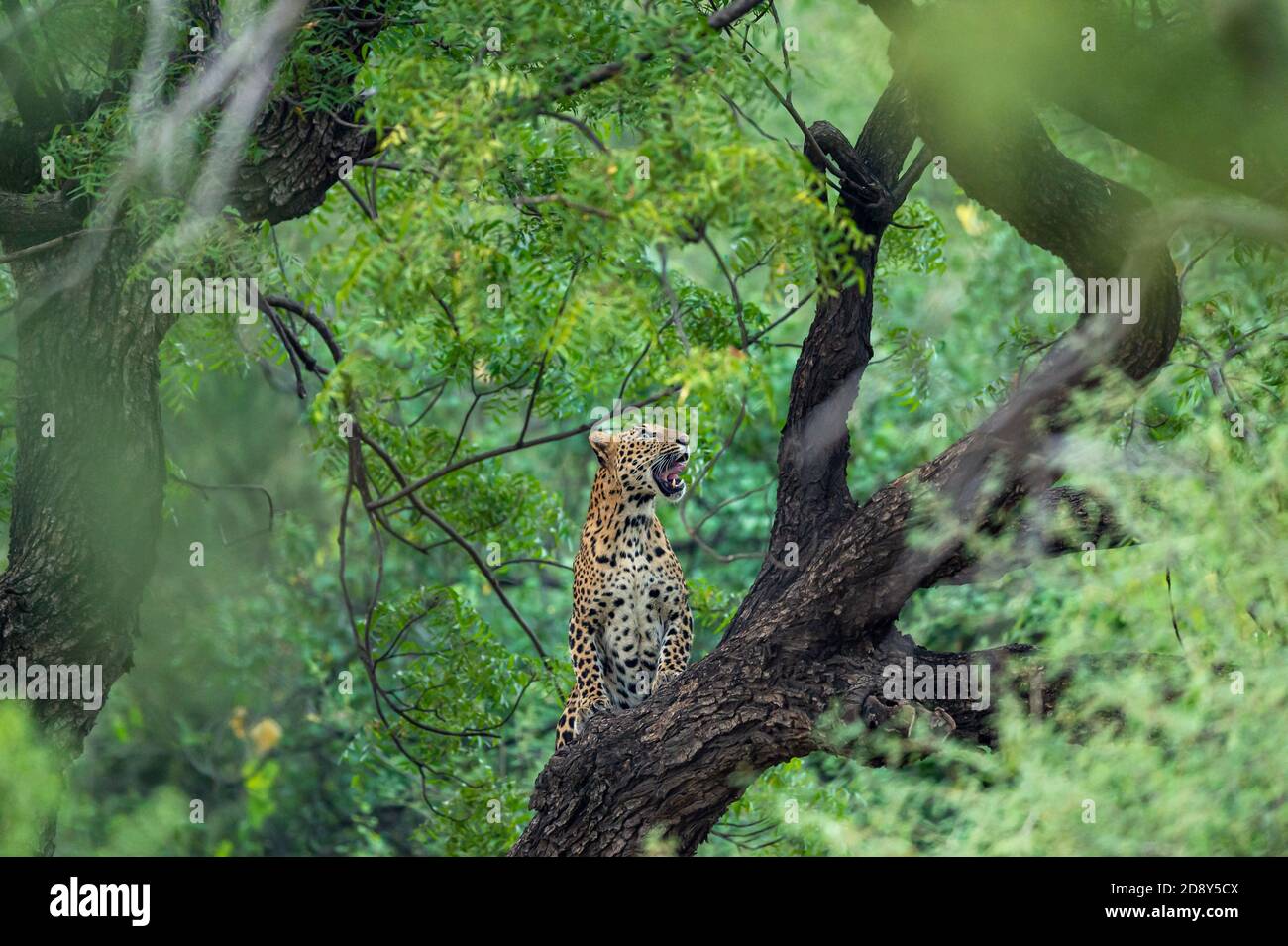 Un leopardo selvaggio arrabbiato o pantera sul tronco dell'albero dentro sfondo verde monsone naturale nella foresta di jhalana o nella riserva leopardo jaipur rajasthan india - panth Foto Stock