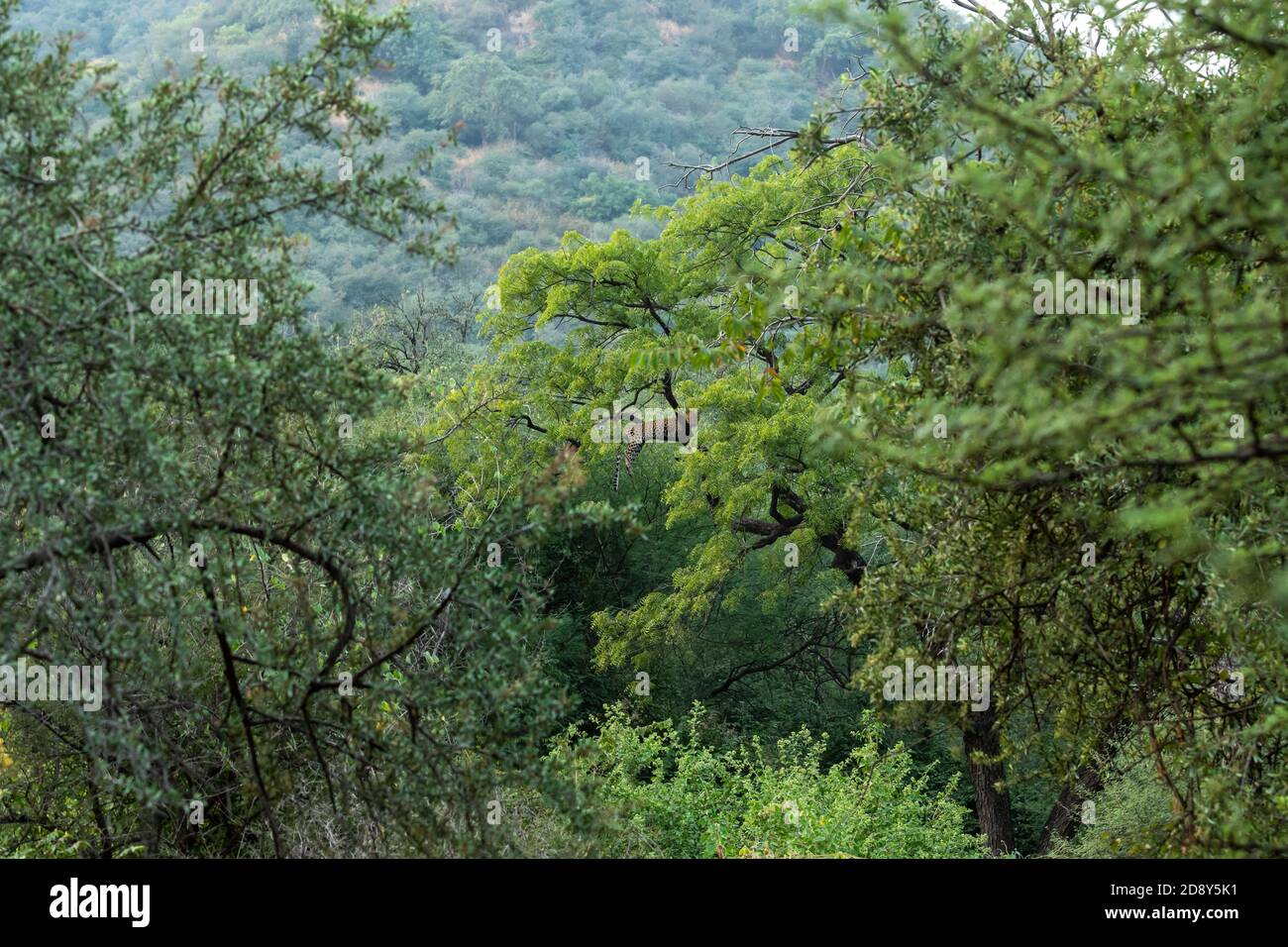 Habitat immagine di leopardo selvaggio o pantera riposante su albero in verde monsone naturale alla foresta jhalana o leopardo riserva jaipur rajasthan india - panthe Foto Stock